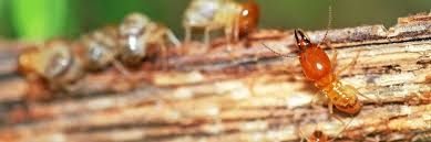 All about Detail Termite & Pest Control Adelaide