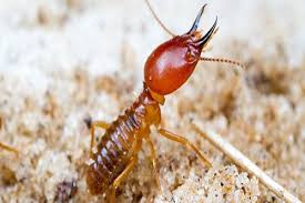 Facts About Insight Termite & Pest Control Adelaide Revealed