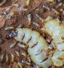 The smart Trick of Termikill Termite & Pest Control Adelaide That Nobody is Discussing