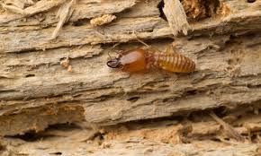 Termite Control Powder Fundamentals Explained