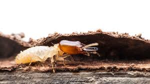 The Greatest Guide To Termite Control Orange