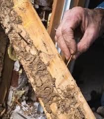 Little Known Questions About What Cost For Termite Control.