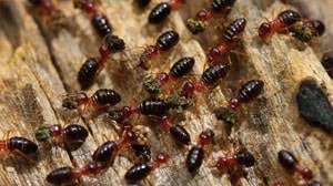 Termite Technology Pest Control Things To Know Before You Get This