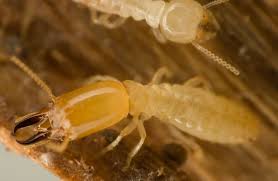 Some Known Factual Statements About Termite Ninja Termite & Pest Control Adelaide 