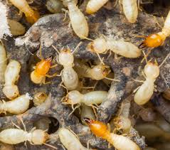 The Ultimate Guide To Termite Control Yelp