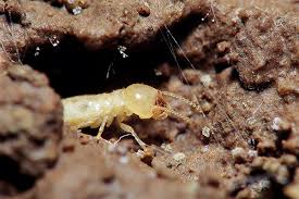 The smart Trick of Termite Control New Construction That Nobody is Talking About