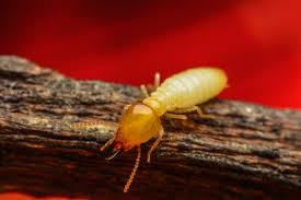 Indicators on Termite Technology Pest Control You Should Know