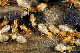 The Greatest Guide To Global Termite & Pest Control Adelaide