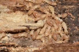 The smart Trick of Rentokill Termite & Pest Control Adelaide That Nobody is Discussing