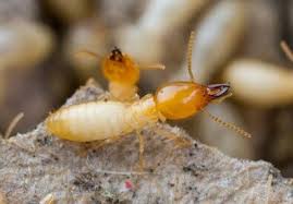 Not known Factual Statements About Termite Control Best Method 