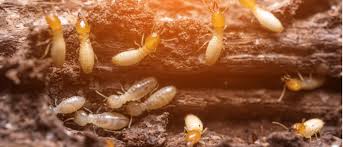 The 6-Second Trick For Detail Termite & Pest Control Adelaide