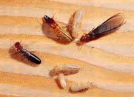 More About Termite Control Plans