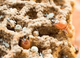 The Termite Control Termidor Diaries