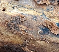 Some Known Questions About What Termite Control.