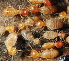 How Can Control Termite - Truths