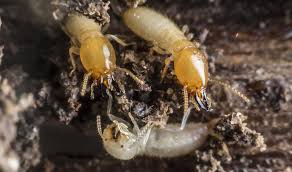 8 Easy Facts About Termite Control Using Salt Explained