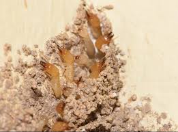 3 Easy Facts About Termite Control Pesticides Shown