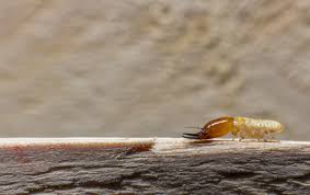 5 Easy Facts About Greedy Termite & Pest Control Adelaide Shown