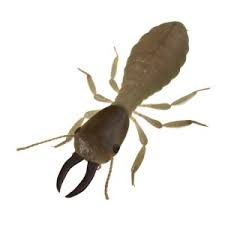 Little Known Facts About How Much Does Termite Control Cost.