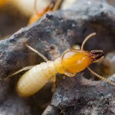 The smart Trick of Termite Control Youtube That Nobody is Talking About