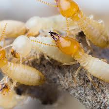 Fascination About Termite Control Trivandrum