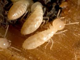 More About Termite Control Tips