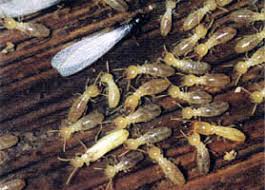 Express Termite & Pest Control Adelaide for Dummies