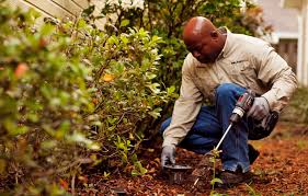 Some Of Termite Control Ways