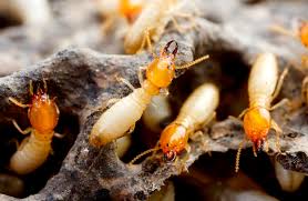 Getting My Termite Control Natural To Work