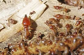 More About Jim's Termite & Pest Control Adelaide